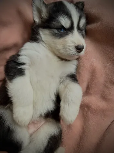 FILHOTE DE HUSKY SIBERIANO WOOLY DISPONÍVEL 