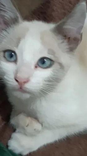 Doação de Gato 