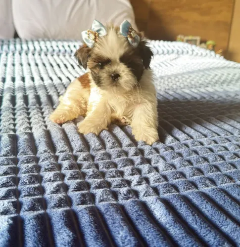 Shih Tzu brincalhão