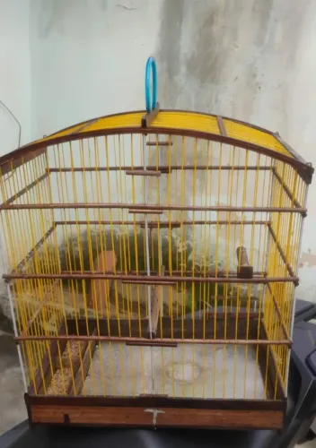 Gaiola 