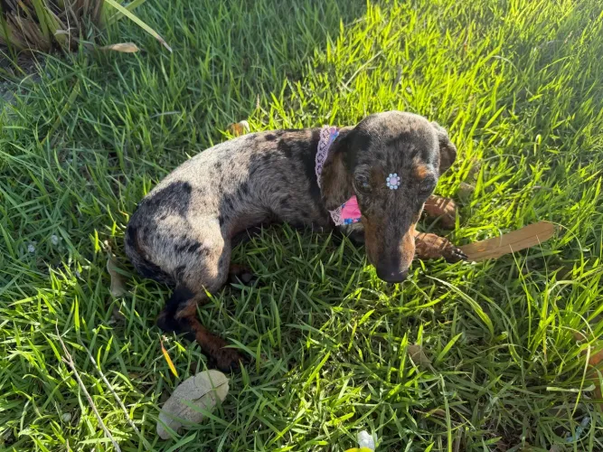 Filhote de Dachound fêmea