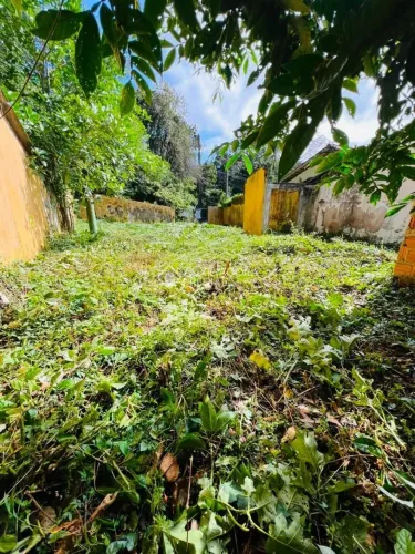 Terreno com natureza preservada.