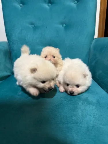 Vendo filhotes de Sptiz Alemão