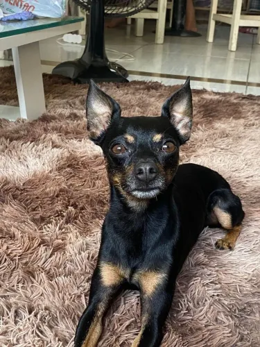 Estou doando pinscher raça pura