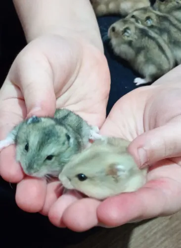 Hamster e Gaiola