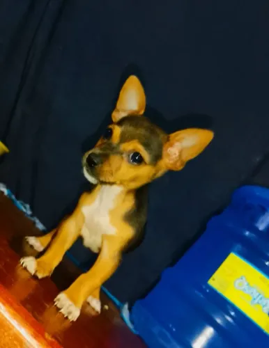 filhote de Pinscher N°1 machinho