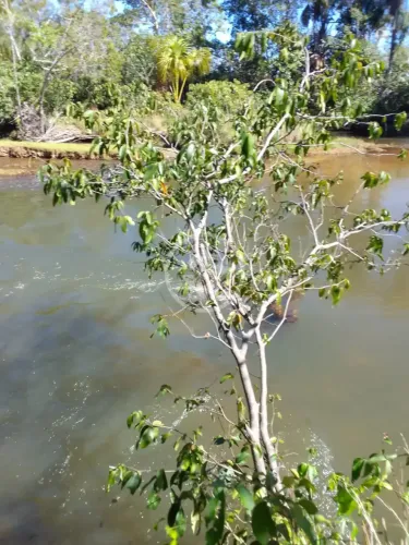 Rio Sono - Fazenda de 488 Alqueires no Povoado de Mansinho codigo: 308940