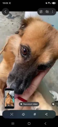 Doação de 1 cachorrinho macho. Precisa de 1 novo dono q goste de pet