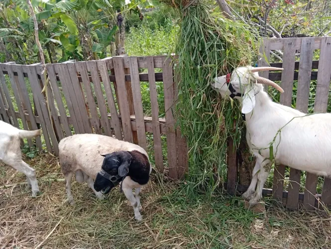 Agro é indústria