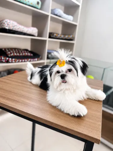 Filhote Shih Tzu Fêmea