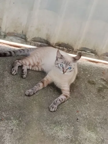 Gato macho