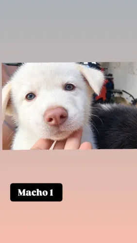 Filhote de husky siberiano