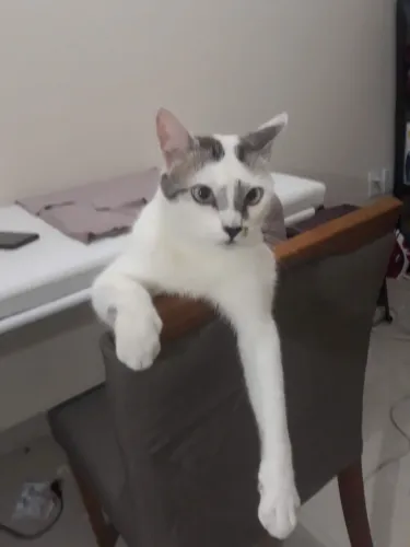 Doação gatos