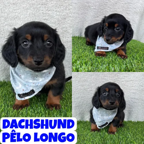 Lindo Machinho de Dachshund Pêlo Longo (Teckel, Basset, Cofap) aqui no Puppy Stop