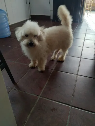 Poodle macho para adoção 