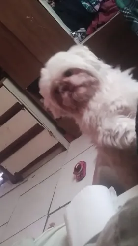 Vendo shih Tzu macho