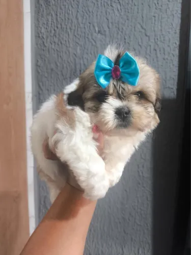  Shih Tzu Filhote - Excelente Companhia para sua Família