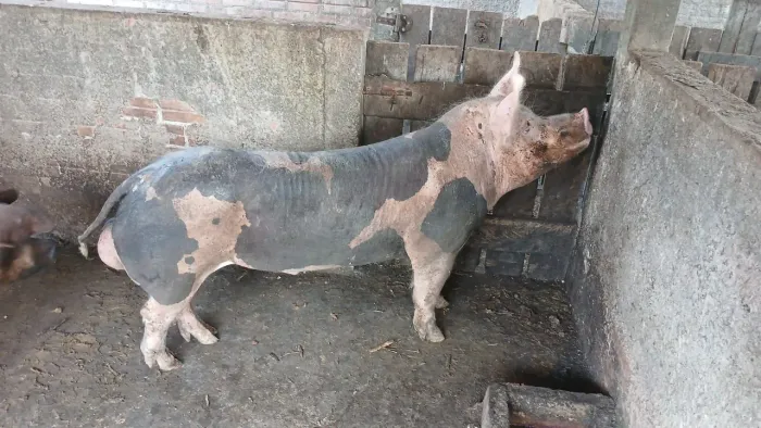 Porco Pientran Reprodutor (Cachaço)