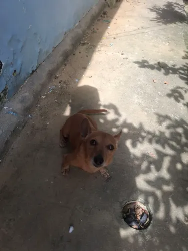 Adoção Responsável 