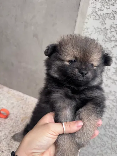 Lulu da pomerania