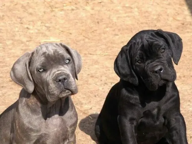 Cane Corso Alegria que surge na presença