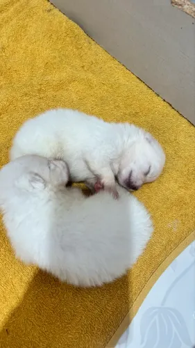 Spitz (Lulu da Pomerania) machinhos