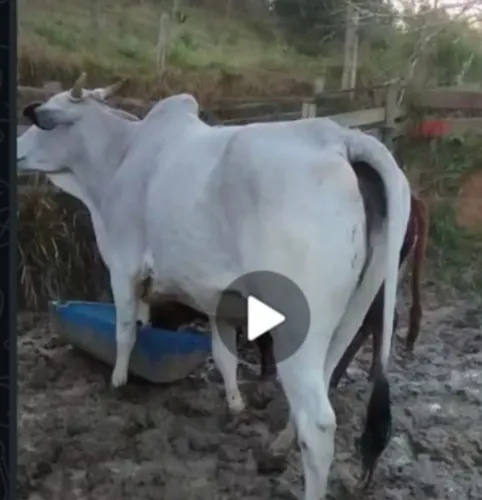 Vacas a venda