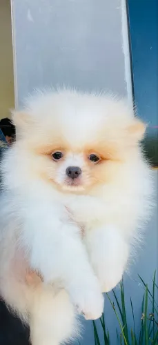 Spitz alemão anão 