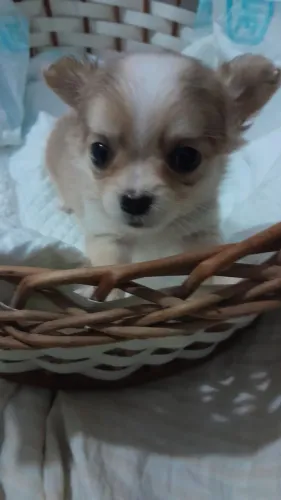 Chihuahua pelo longo femea mini