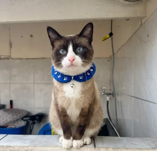 Gato doação