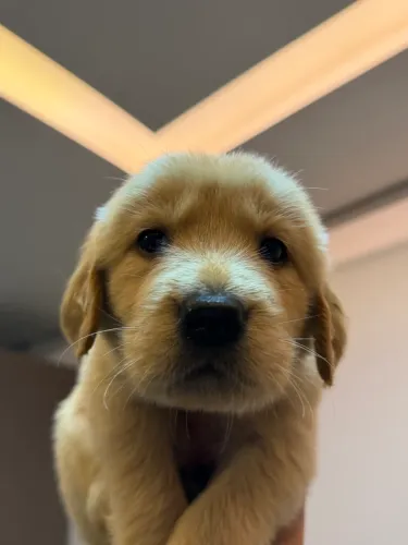 Golden retriever