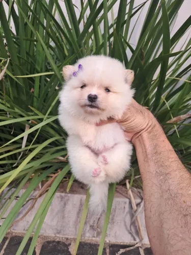 Lulu da pomerania machinhos e fêmea reserva para esse dia 12/10