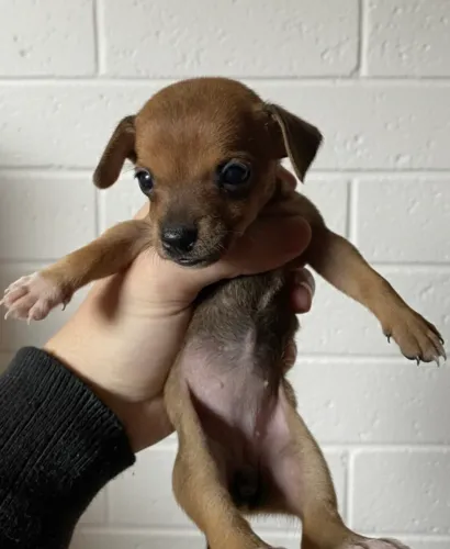 Lindos filhotes Pinscher minúsculos 