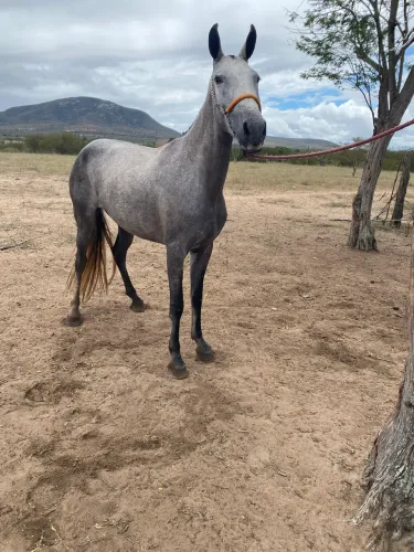 Égua mangalarga picado