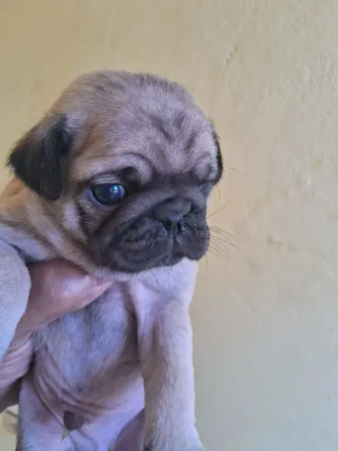 Pug macho disponíveis 