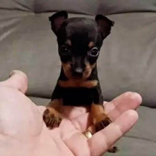 Pinscher fêmea de bolso a pronta entrega 