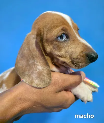 Dachshund-Teckel-Salsicha-Basset