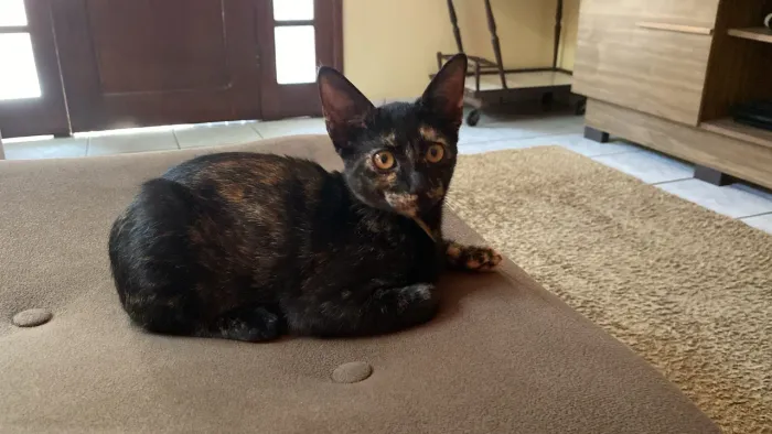 gatinha para doação
