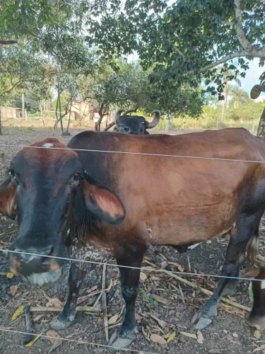 Vendo vacas leiteira