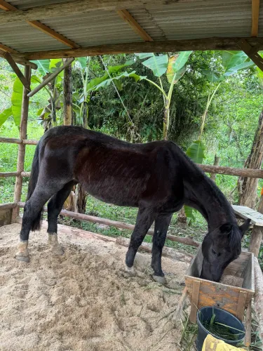 Cavalo muito manso