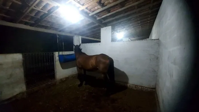 Vendo Égua 