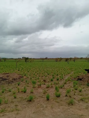 Terreno