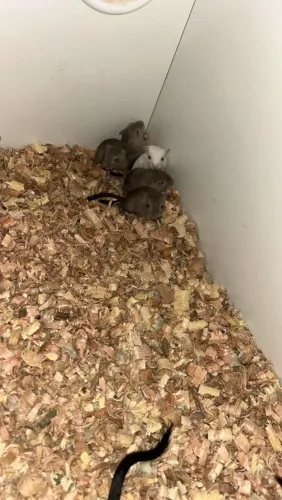 Rato esquilo-da-mongólia/ Gerbo
