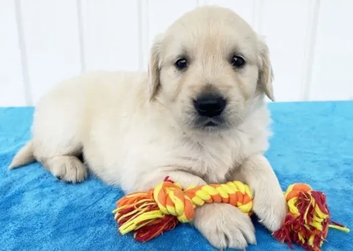 Golden e realmente bela e cheia de graça 