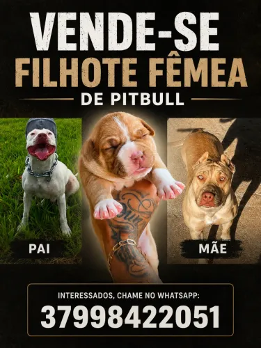 Vendo filhote Pitbull fêmea