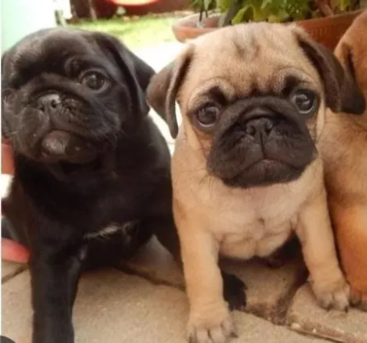 Pug Filhotes Muito Comportados. 