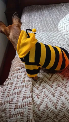 Roupinhas Pets