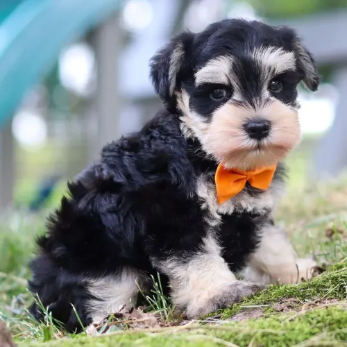 Schnauzer Miniatura: Barbudinho, esperto e cheio de atitude!