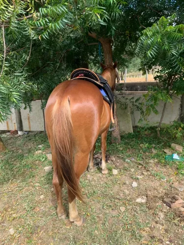 Cavalo Meio-Sangue, 2 Anos e 8 Meses - Pai com Documento Pronto para Iniciar a Doma