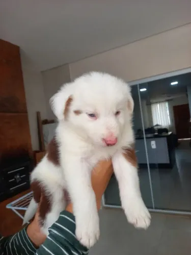 Filhotes de Border Collie